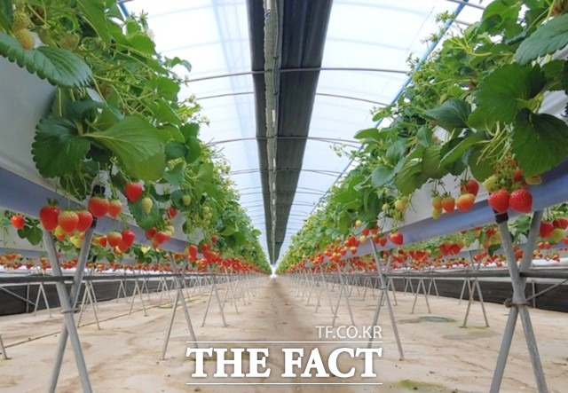 생물학적 해충 방제기술 시범사업은 친환경 먹거리 생산 트렌드에 대응하기 위해 천적과 친환경제제를 활용한 생물학적 방제 농법이다. / 정읍시농업기술센터 제공