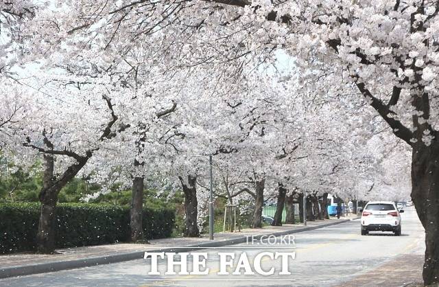 정읍 천변 벚꽃길은 개천 따라 흐르는 물소리와 함께 가족이나 연인끼리, 또는 친구들과 손잡고 소소한 얘기를 나누며 여유롭게 거닐기 좋다. / 정읍시 제공