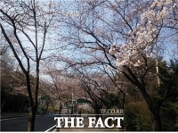  인천시, 벚꽃 개화기 '인천대・월미공원' 폐쇄