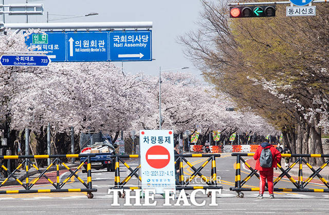 벚꽃이 예년보다 일찍 만개한 31일 오후 서울 영등포구 여의도 윤중로 벚꽃길이 통제되고 있다. /이동률 기자