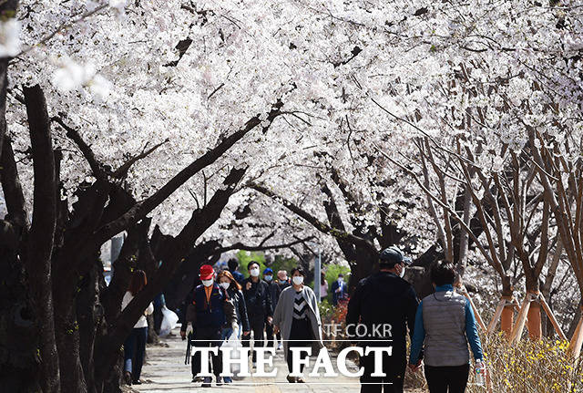벚꽃이 예년보다 일찍 만개한 31일 오후 서울 영등포구 여의도 윤중로가 통제된 가운데 건너편 벚꽃길은 통제가 이뤄지지 않아 시민들로 북적이고 있다.
