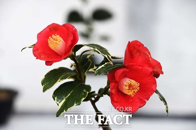 광주 광산구 북문대로 산림조합 광주전남본부 나무시장에 전시된 무늬동백나무에서 붉은 꽃이 활짝 피었다./대한동백협회 제공