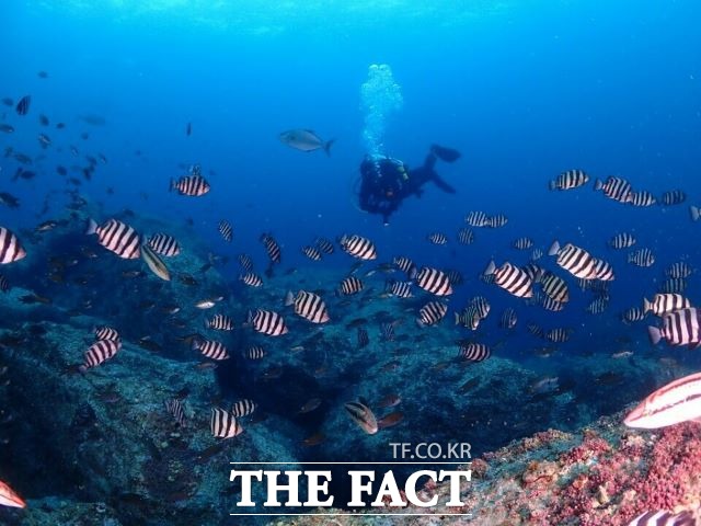 김병수 울릉군수는 이번 공모에 선정된 관광상품이 침체된 관광경기를 회복할 수 있는 발판이 될 것이며, 앞으로 개별여행객 수요가 증가하는 만큼 관광 트렌드에 뒤처지지 않도록 노력할 것이라고 밝혔다. /울릉군청 제공