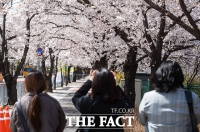  멀리서 바라만 보는 벚꽃 [포토]