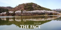  연분홍빛 벚꽃 길 품은 동정저수지[TF포토]