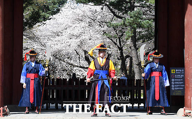 서울 덕수궁 대한문 정문 앞에서 수문장 너머로 흐드러지게 핀 벚꽃이 보이고 있다.
