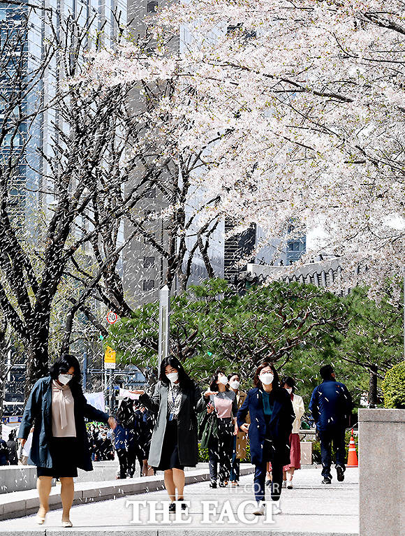 완연한 봄 날씨를 보이는 1일 서울 세종로사거리 앞에서 벚꽃 비가 내리는 가운데, 시민들이 걸음을 옮기며 꽃비를 만끽하고 있다. /이새롬 기자