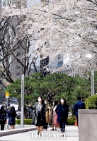  벚꽃비 맞으며~ [포토]