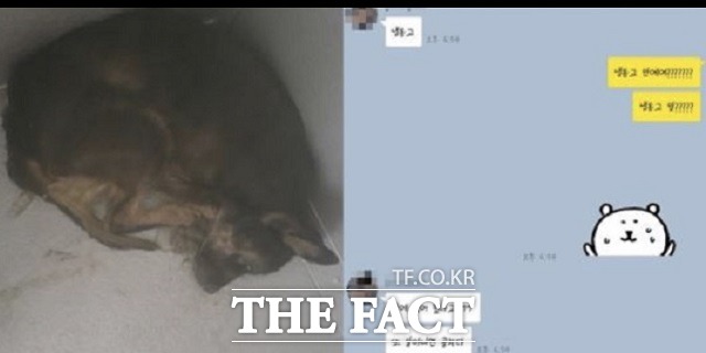청주지법 형사항소2부(오창섭 부장판사)는 동물보호법 위반 혐의로 불구속 기소된 수의사 정모(47)씨에게 원심대로 벌금 300만원을 선고했다고 3일 밝혔다. 냉동고에 웅크린 채 죽은 개의 모습(왼쪽)과 당시 직원들간의 대화(오른쪽). /보배드림 캡처