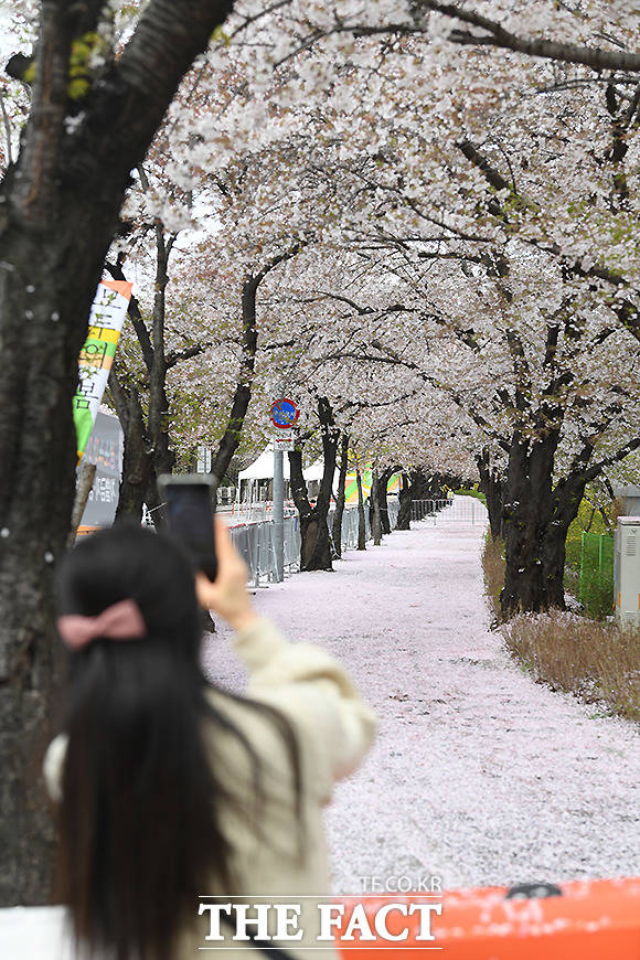 4일 오전 서울 영등포구 여의도 연중로 벚꽃길에 전날 제법 많이 내린 봄비로 벚꽃잎이 떨어져 있다. /이새롬 기자