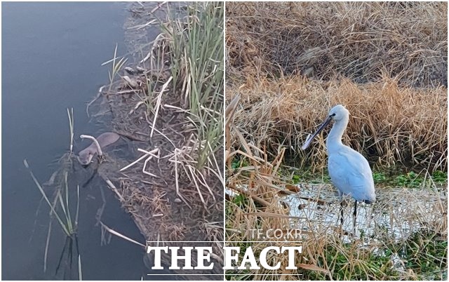 익산에서 발견된 천연기념물이자 멸종위기종 1급인 수달과 노랑부리 저어새. /익산시 제공