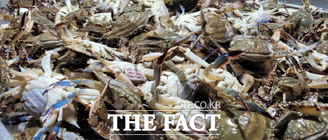 진도 서망항에는 인근 조도면 해역에서 매일 꽃게잡이 어선들이 통발로 잡은 싱싱한 봄 꽃게를 위판하느라 북적대고 있다. 진도 봄 꽃게는 알이 꽉찬것으로 유명하다./진도군 제공