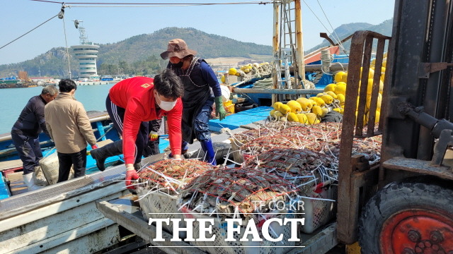 봄철 꽃게로 유명한 진도 인근 해역에서는 알이 한창 올라 미식가들의 입맛을 유혹하는 꽃게를 잡느라 어선들이 분주하다./진도군 제공