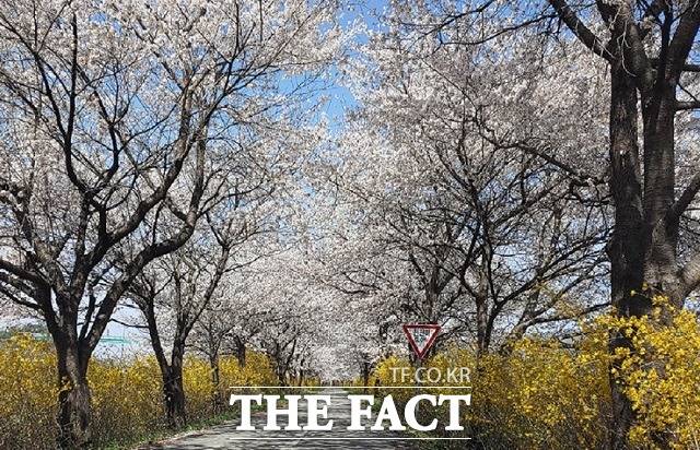 보은 보청천 일대 벚꽃길. / 보은군 제공