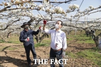  천안·아산시 공무원 배꽃 인공수분 지원