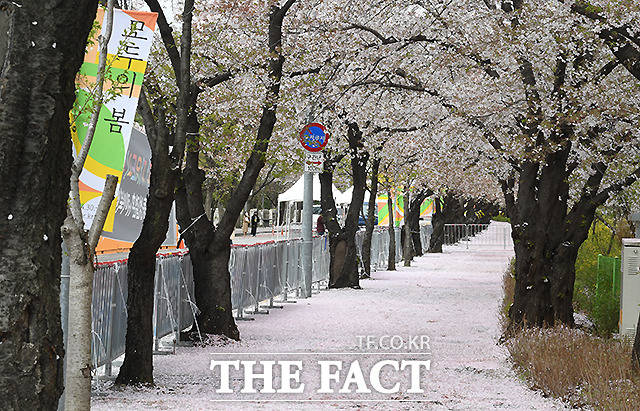 4일 오전 서울 영등포구 여의도 연중로 벚꽃길에 전날 제법 많이 내린 봄비로 벚꽃잎이 떨어져 있다. /이새롬 기자