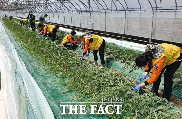 우석대학교 진천캠퍼스 소방행정학과 학생들이 8일 충북 진천군 진천읍 한 수박재배하우스에서 수박줄기 및 정리 작업을 하고 있다. 이들은 충북도가 농촌 인력부족을 해소하기 위해 운영하는 ‘농번기 대학생 농촌인력지원단’에 참여했다./충북도 제공