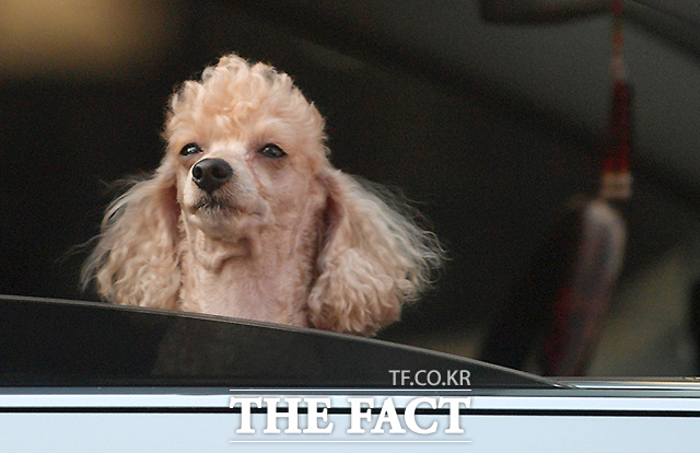 전북 전주시는 반려견과 반려고양이의 무분별한 번식과 유기를 방지하기 위해 올해 총 2000만 원을 들여 취약계층을 대상으로 반려동물 중성화 수술비를 지원한다고 9일 밝혔다. /더팩트 DB