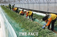  ‘봉사하고 학점 따고…’ 대학생, 농촌일손 해소 돌파구