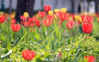  정읍 수성동에 튤립 만개, 형형색색 꽃망울 ‘활짝’[TF포토]