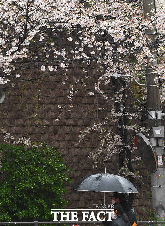 기상청에 따르면 오늘(12일) 새벽에 제주와 서해안 지방에서 비가 내리기 시작해 오후에 전국으로 확대되겠다. /이동률 기자