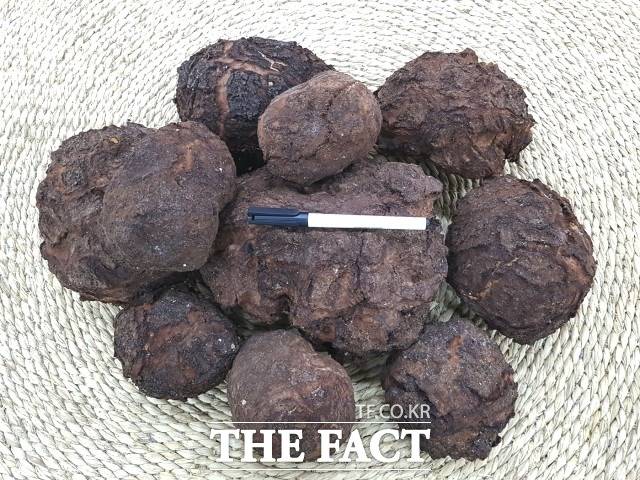 ‘복령’은 예로부터 심신 안정과 이뇨, 강장 등에 효과가 있어 십전대보탕과 경옥고 등의 처방에 많이 이용되어 온 특별한 버섯이다. / 정읍시 제공