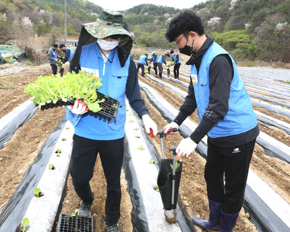 잎담배 농가를 돕기 봉사에 참가한 KT&G 임직원들이 이식 작업을 진행하고 있다. /KT&G 제공