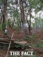  산림청, 조기 예찰로 매미나방 피해 차단