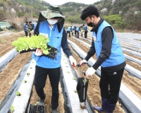  KT&G, 인력난 겪는 잎담배 농가 찾아 봉사활동 실시