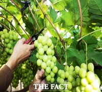  김천시, 과실생산유통지원사업 경북도 평가에서 ‘우수'