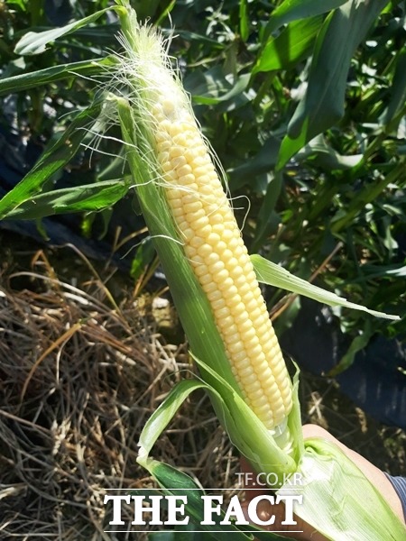 괴산군과 농촌진흥청이 공동 개발한 대학단옥수수. 내년에 옥수수 종자가 농가에 본격적으로 보급된다. / 괴산군 제공