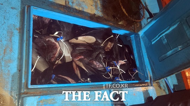 불법 포획해 해체된 고래고기가 가득한 어선 선수창고의 모습/포항해경 제공