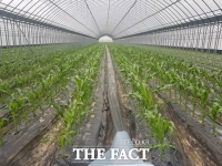  괴산군 '이젠, 당도 20브릭스 '대학단옥수수' 기대하세요'