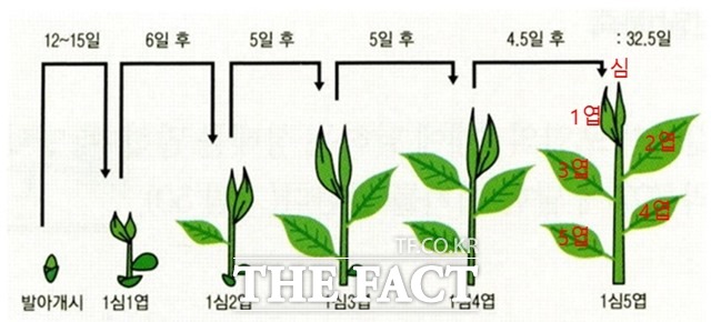 찻잎 생육과정표. /농진청 제공