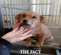  제주시, 동물 학대 방지 위해 '반려동물 영업장' 일제 점검