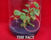  충북농기원, 대추 빗자루병 예방 기술 개발