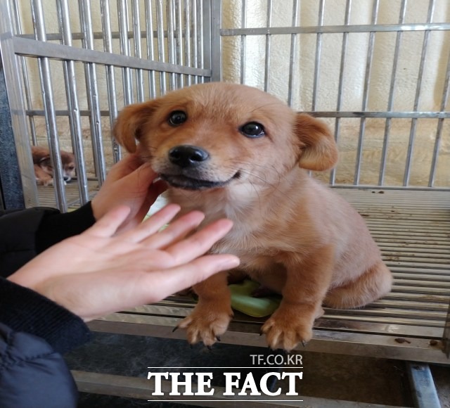 전주시 업기술센터는 지난해 2월부터 유기동물 재활센터를 지정·운영한 결과 총 395마리의 유기견 가운데 128마리를 시민들에게 분양했다고 27일 밝혔다. /더팩트 DB