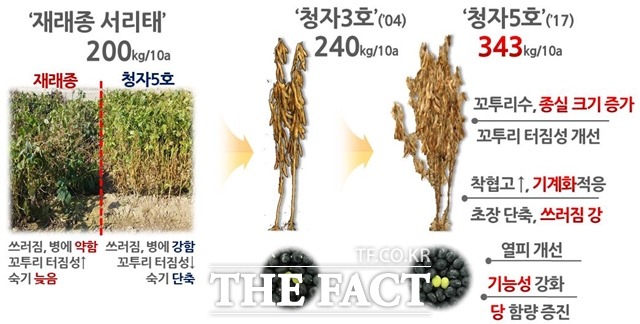 재래종 서리태와 청자5호 비교표. /농진청 제공