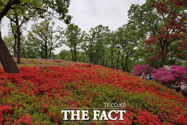 10만여주의 철쭉이 활짝 핀 월롱산 정상. 민·관·군과 엘지디스플레이 등 지역기업체들도 참여해 2016년부터 식재와 관리를 해왔다./파주시 제공