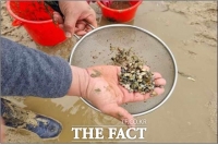  전북도, 전국 최초 바지락 종자 대량생산 성공