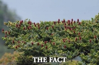  '구상나무 지키자' 산림청, 전문가회의 개최