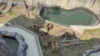  꿀 먹는 곰·공놀이 코끼리…서울대공원 동물식구 '순간 포착'