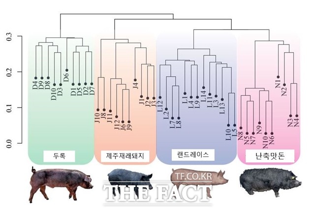돼지 품종에 따른 육질 유전자 분석표. /농진청 제공