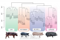  농진청, 흑돼지 '난축맛돈' 육질 관여 유전자 발견