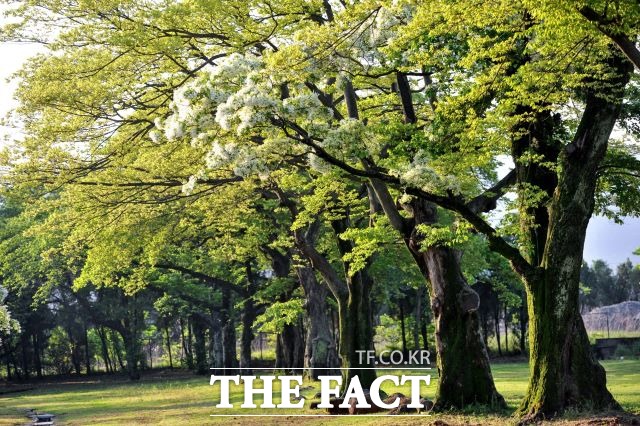 유당공원의 5월은 오랜 세월을 굵어 온 아름드리 고목을 새하얗게 덮는 이팝나무꽃으로 피어난다. /광양시 제공