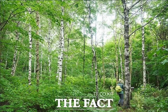 청옥산 자작나무 숲길 / 산림청 제공