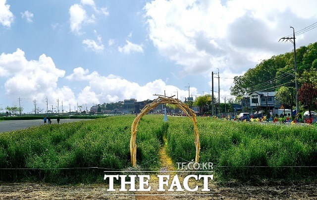 제천시가 비행장에 조성한 호밀밭이 포토존으로 인기를 끌고 있다. / 제천시 제공