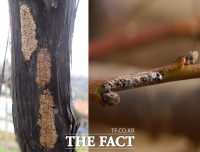  충북지역 돌발해충 발생 작년보다 7~12일 빨라질 듯