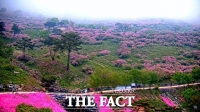  산청 황매산 철쭉 '어디서든 감상하세요'…유튜브 영상 시스템 구축