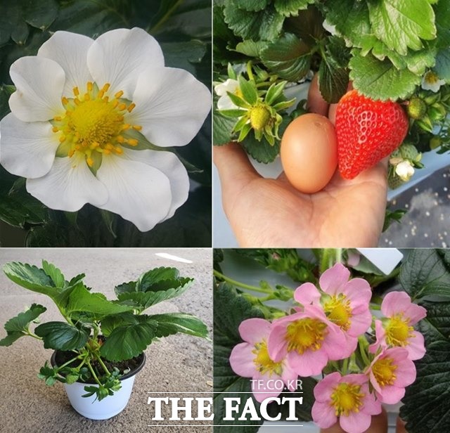 고슬은 가을의 제주도 방언으로 2016년 국내 최초로 개발된 중일성 품종이다. 일 년 내내 꽃대가 발생해 흰꽃이 피며 연중 수확할 수 있다. /농진청 제공